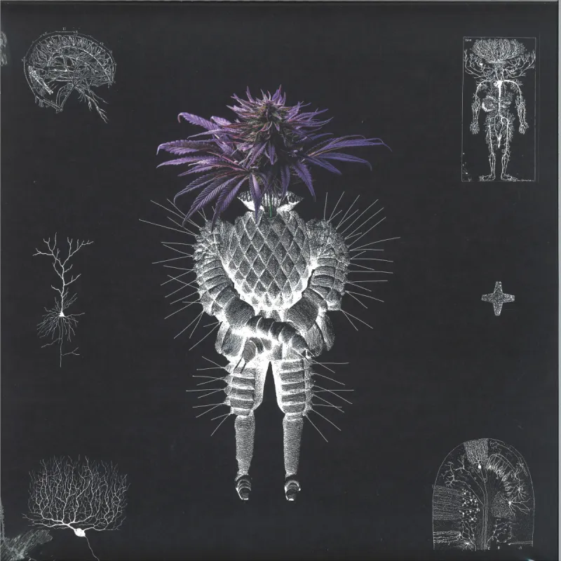 Altarf/Denev - 123.ro - VA04