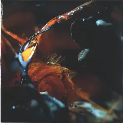 Poole - In a RIver Shadow