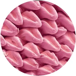 inconnu - Expansions VA [stickered sleeve]