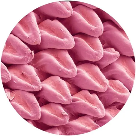 inconnu - Expansions VA [stickered sleeve]