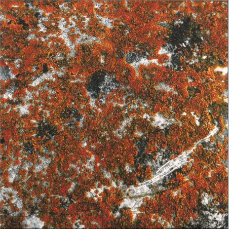 BORDER ONE - SPECTRAL TENSION