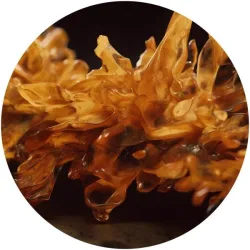 Regent - Amber [label sleeve]