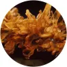 Regent - Amber [label sleeve]
