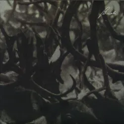 Company - Prosody